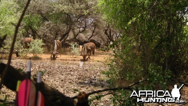 Bowhunter view