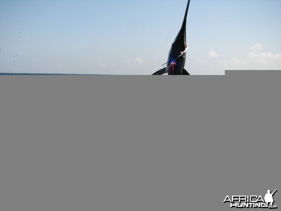 Sailfish