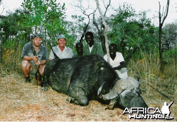 Cape Buffalo