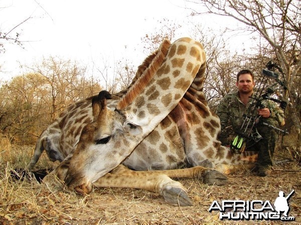 Bowhunting Giraffe in South Africa with Dalerwa Ventures for Wildlife