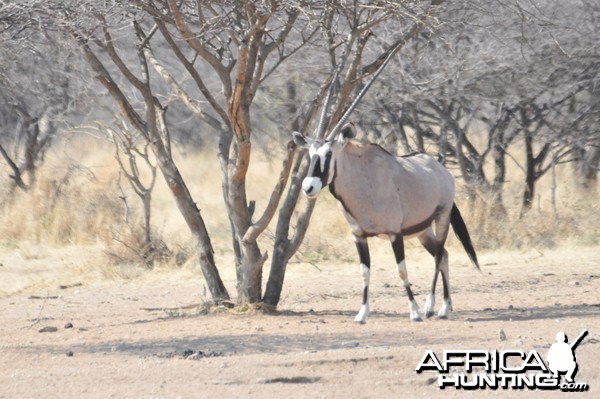 Gemsbok Namibia