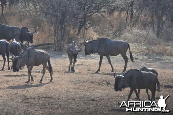 Blue Wildebeest Namibia