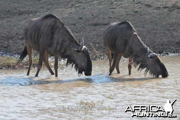 Blue Wildebeest Namibia