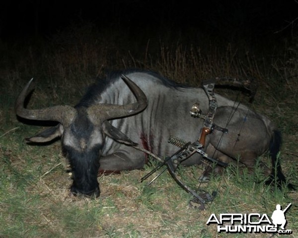 Blue Wildebeest