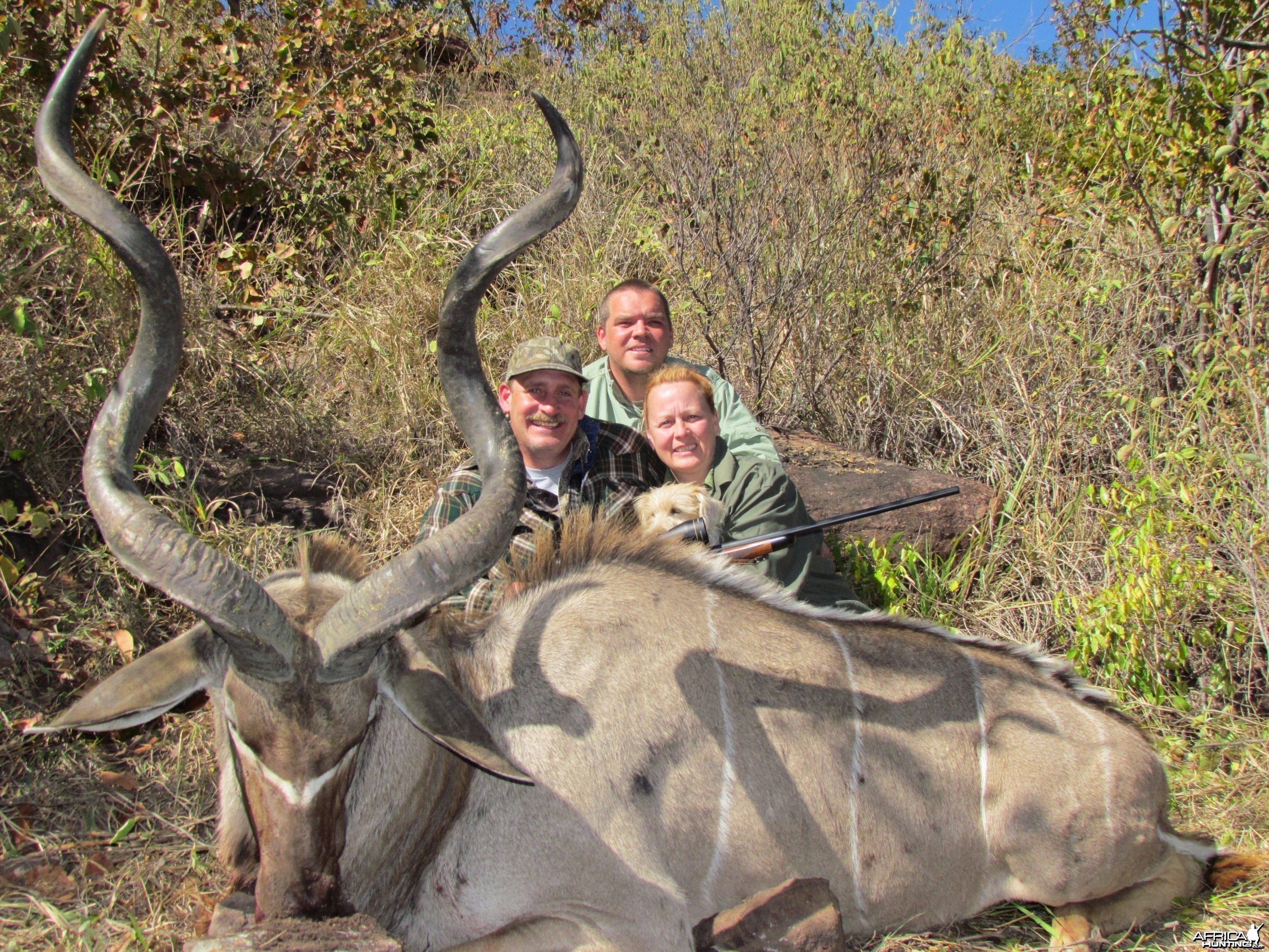 52+ Kudu Bull