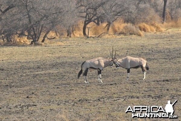 Gemsbok Namibia