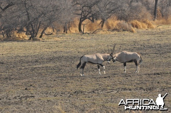 Gemsbok Namibia