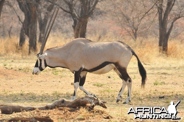 Gemsbok Namibia