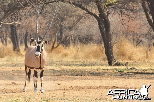 Gemsbok Namibia