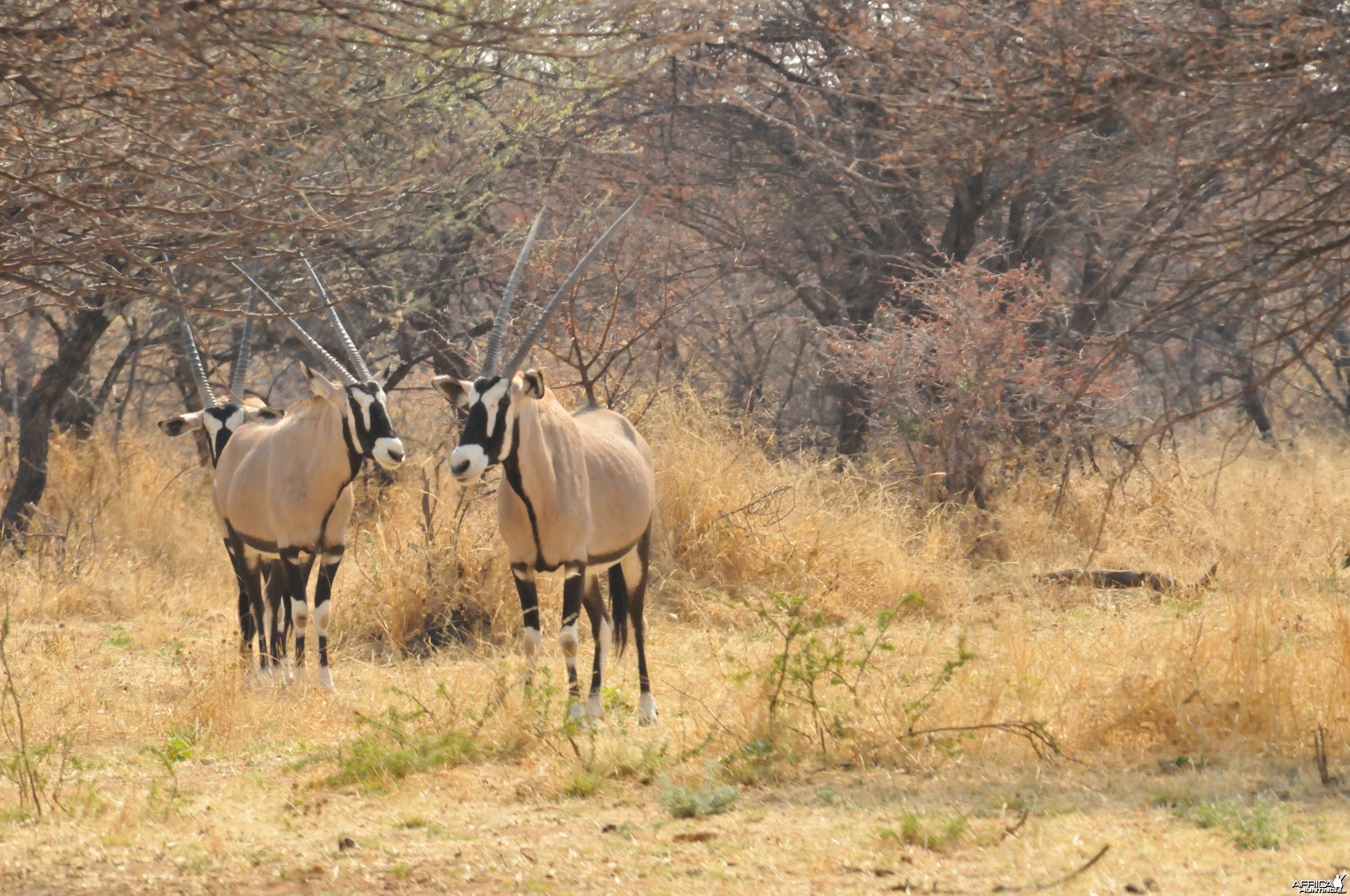 Gemsbok Namibia