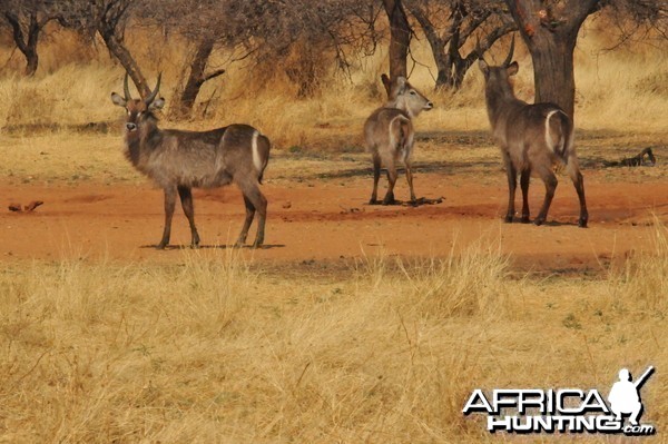 Waterbuck Namibia