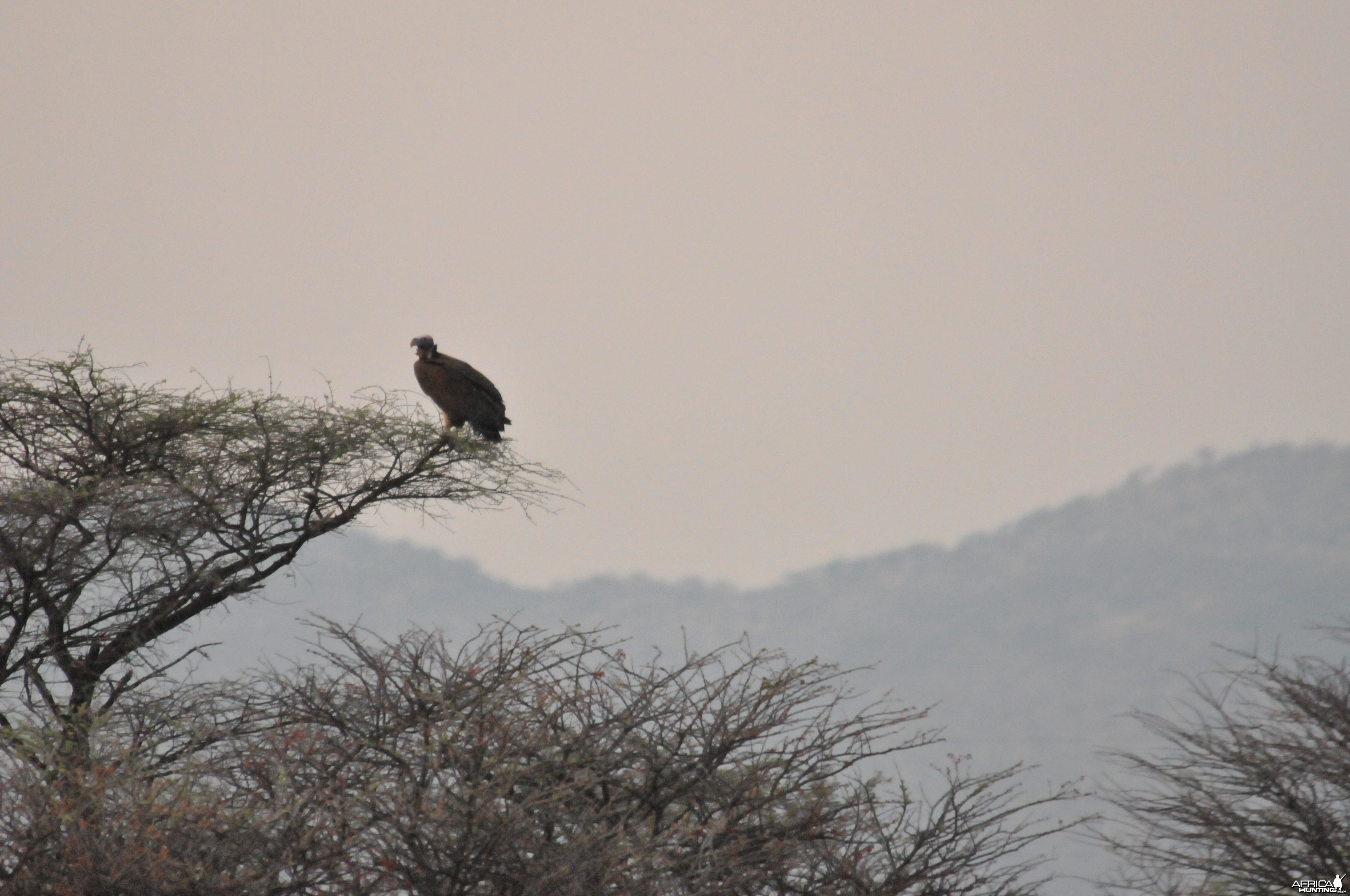 Vulture Namibia