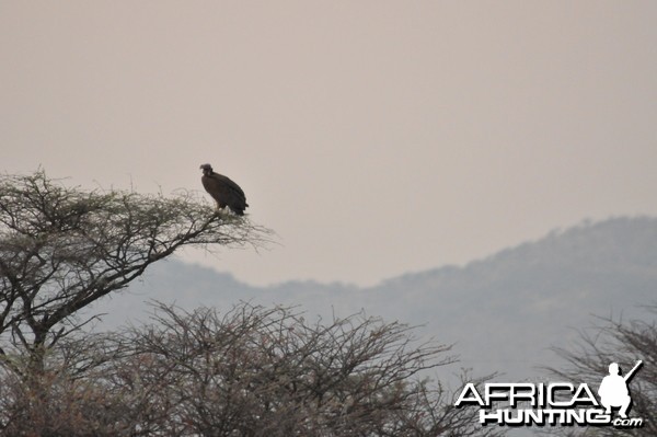 Vulture Namibia