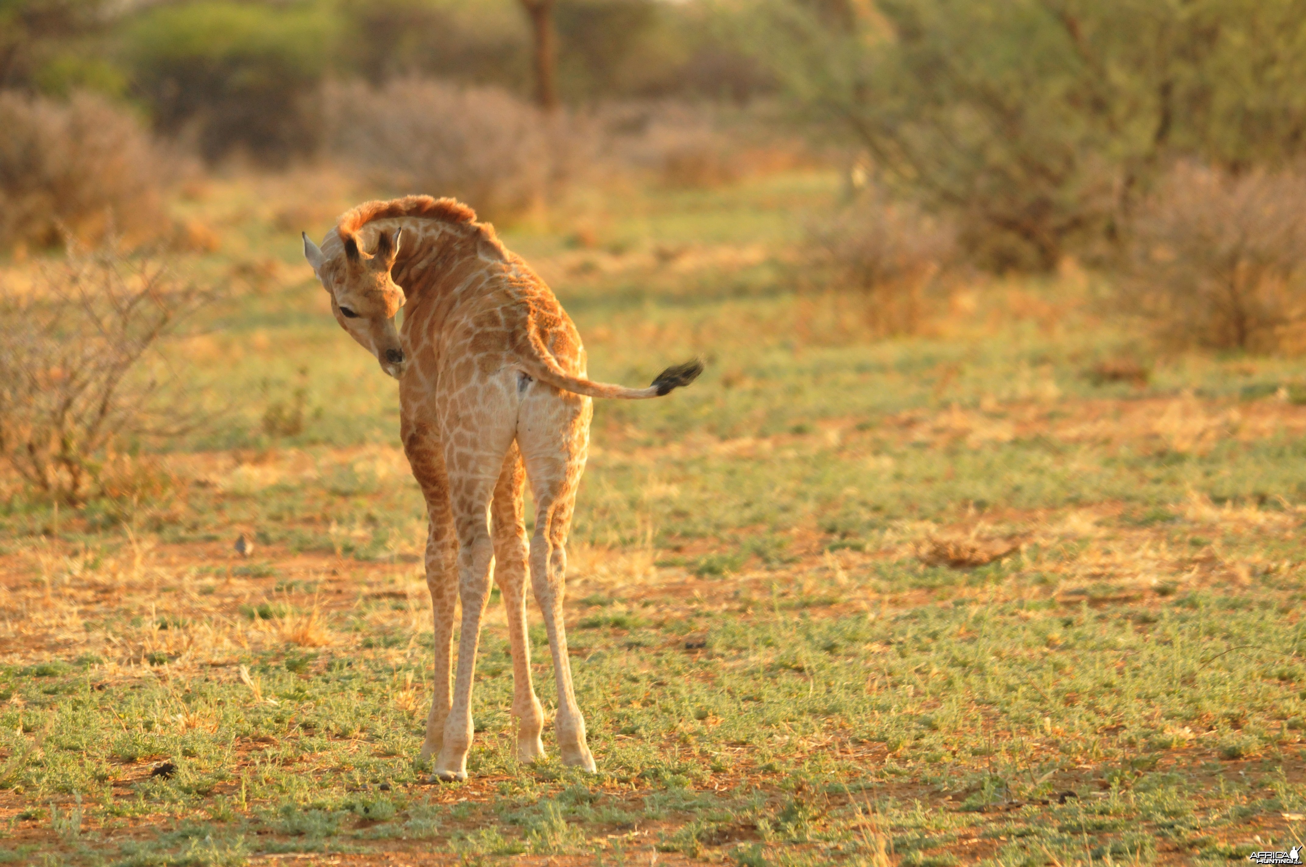 Giraffe Namibia