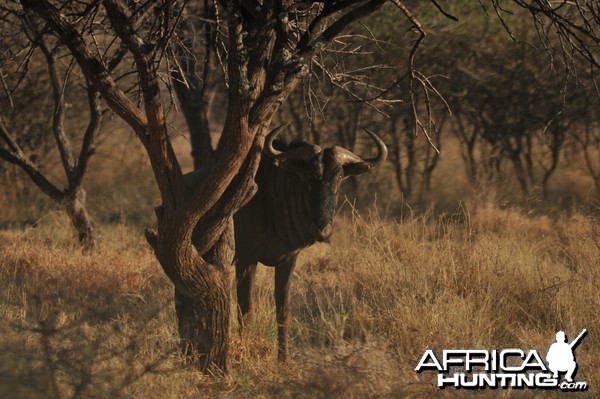 Blue Wildebeest Namibia