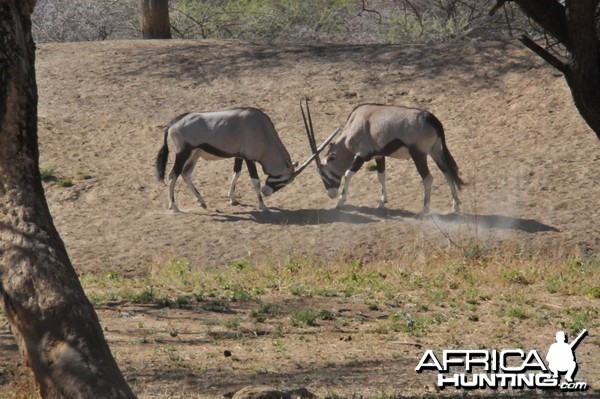 Gemsbok Namibia