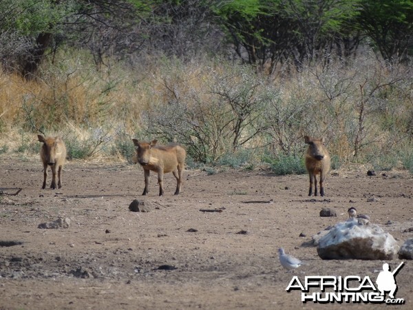 Warthog Namibia