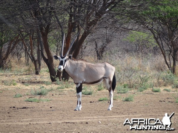 Gemsbok Namibia