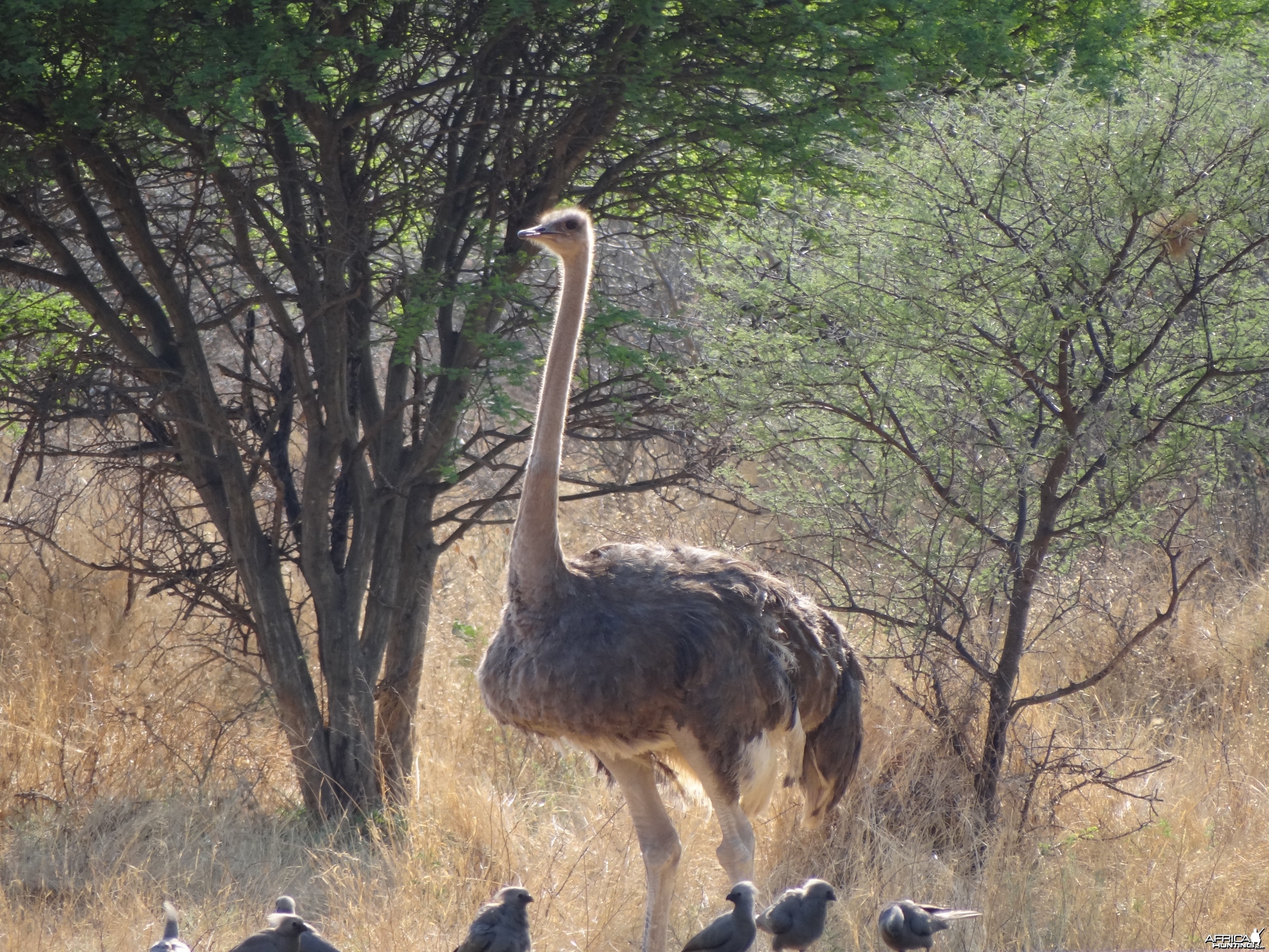 Ostrich Namibia