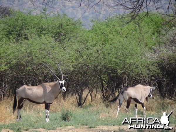 Gemsbok Namibia