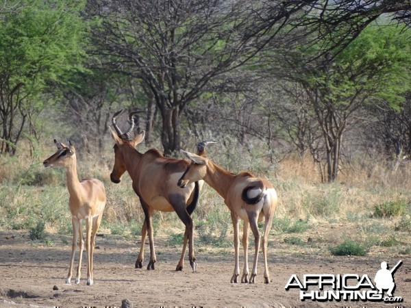 Red Hartebeest Namibia