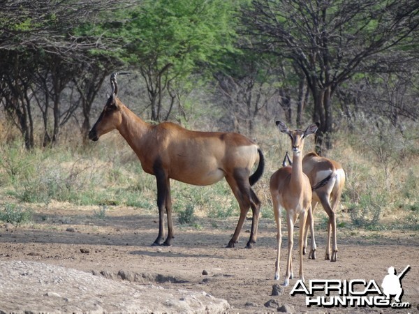 Red Hartebeest Namibia
