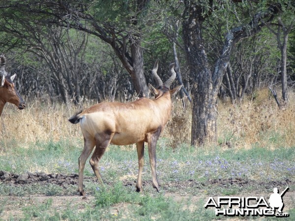 Red Hartebeest Namibia