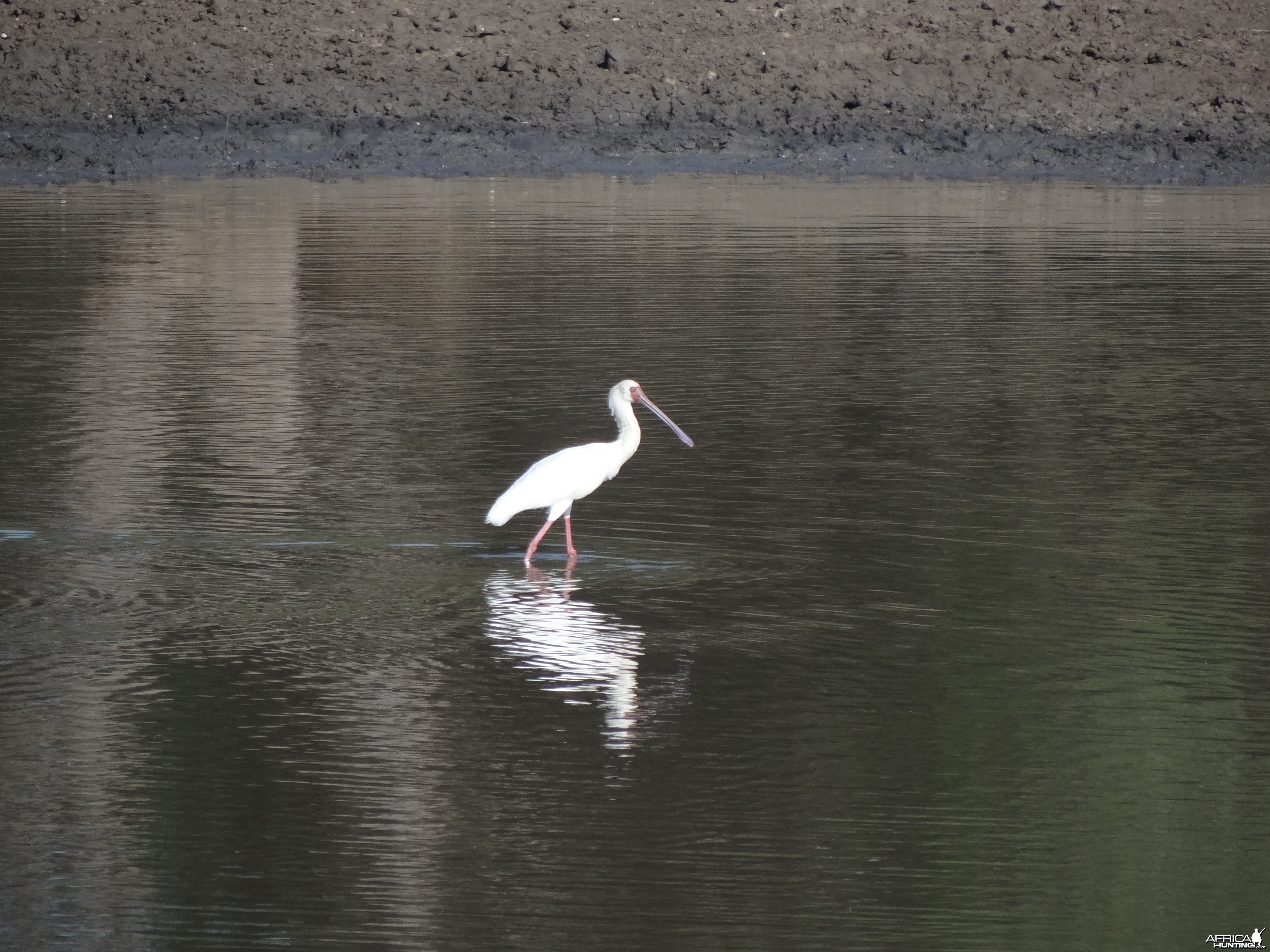 Spatula Namibia