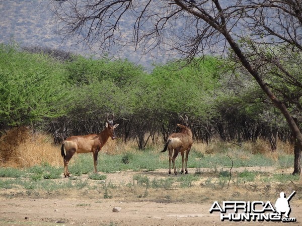 Red Hartebeest Namibia