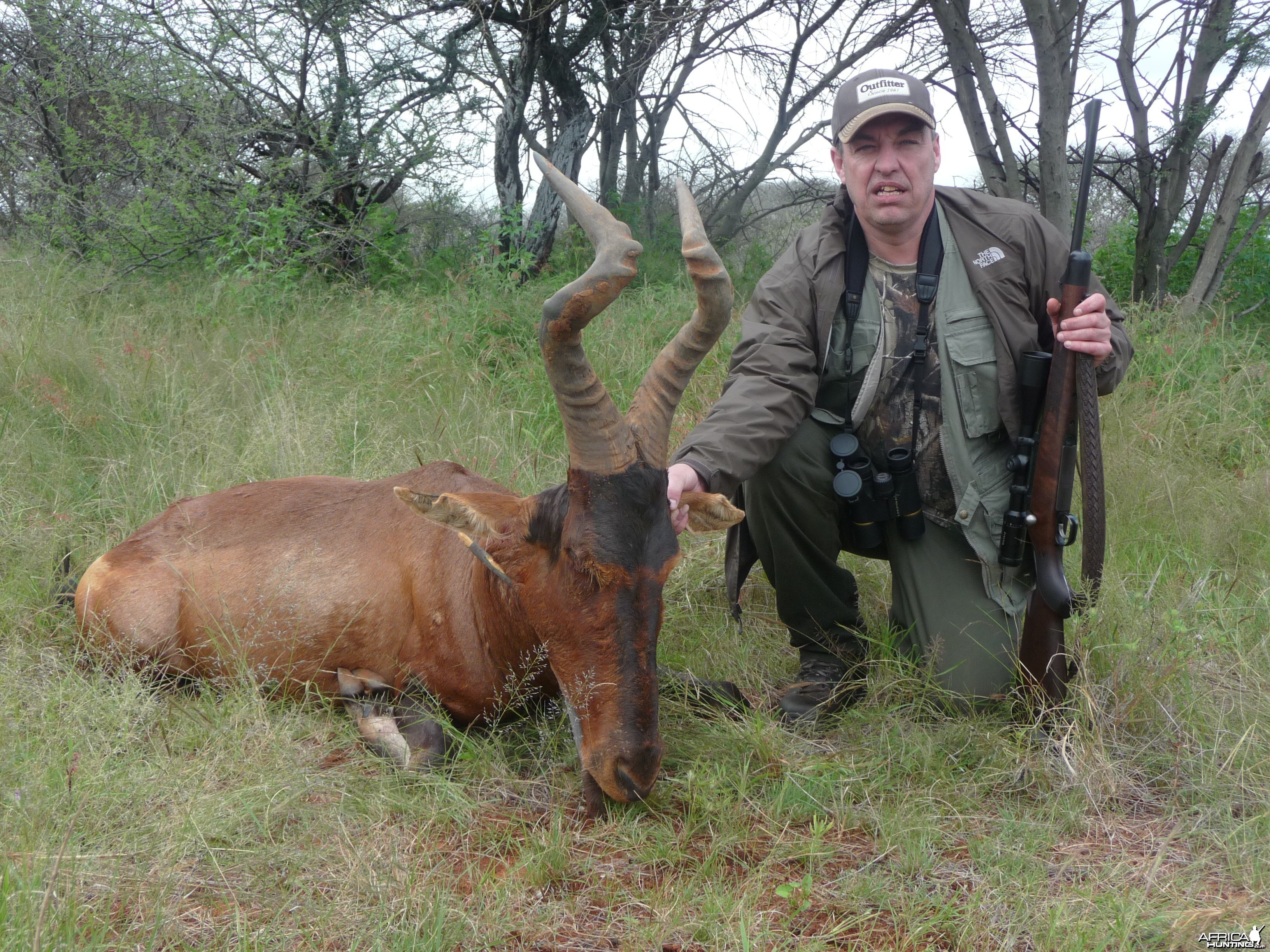 Hartebeest