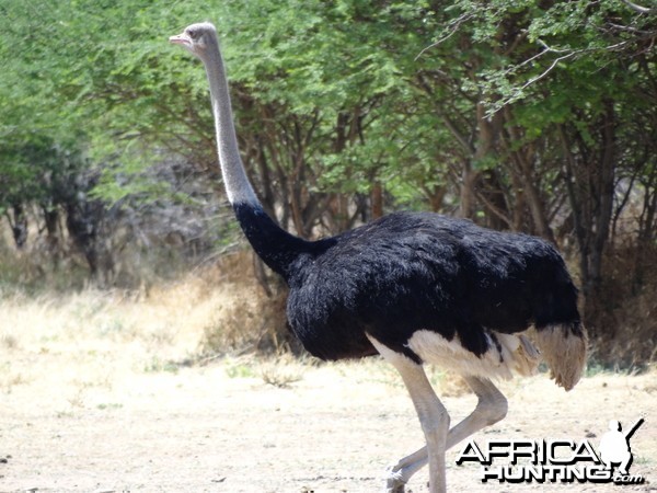 Ostrich Namibia