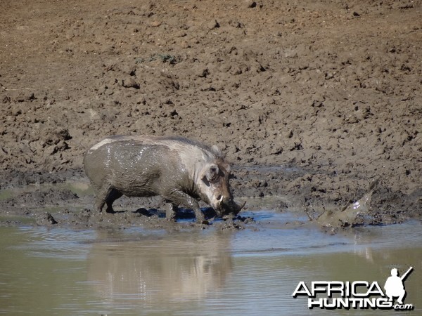 Warthog Namibia