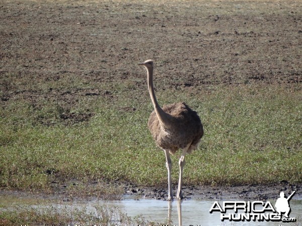 Ostrich Namibia