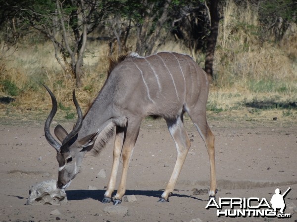 Kudu Namibia