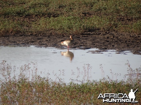 Egyptian Goose Namibia