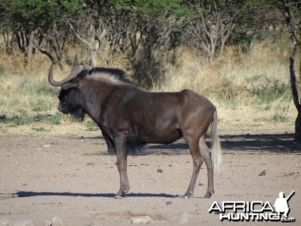 Black Wildebeest Namibia