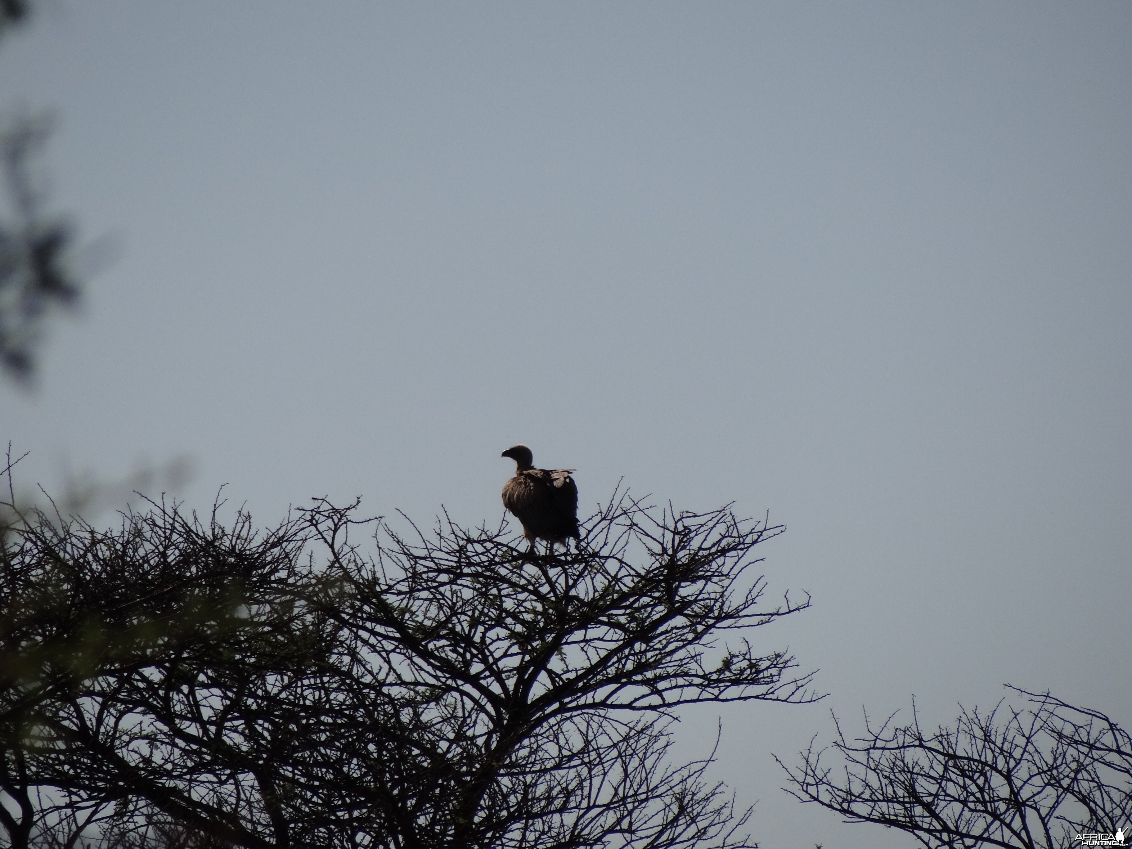 Vultures Namibia
