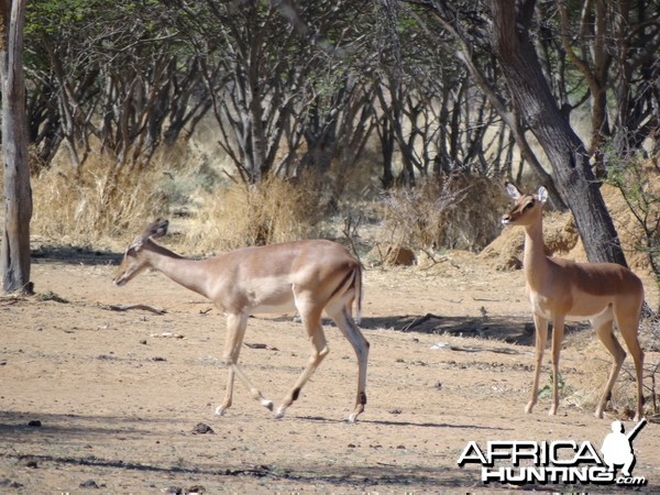 Impala Namibia