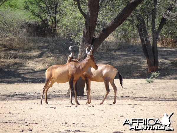 Red Hartebeest Namibia