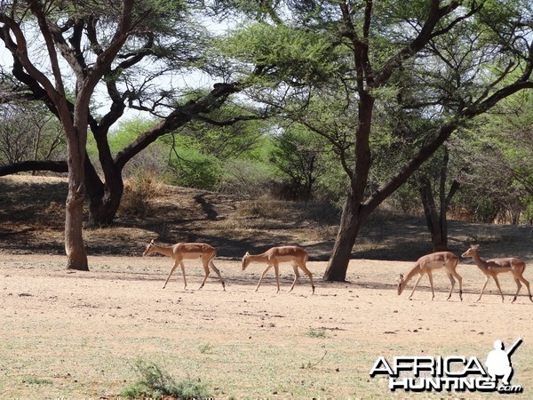 Impala Namibia