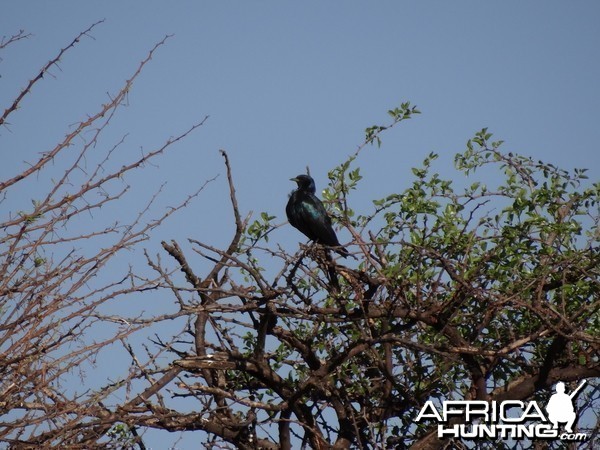 Bird Namibia