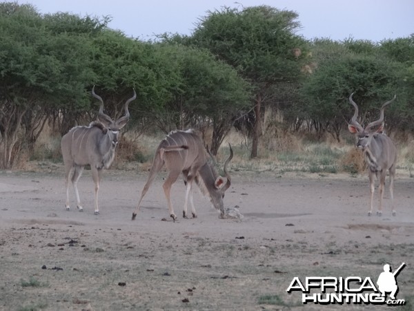 Kudu Namibia