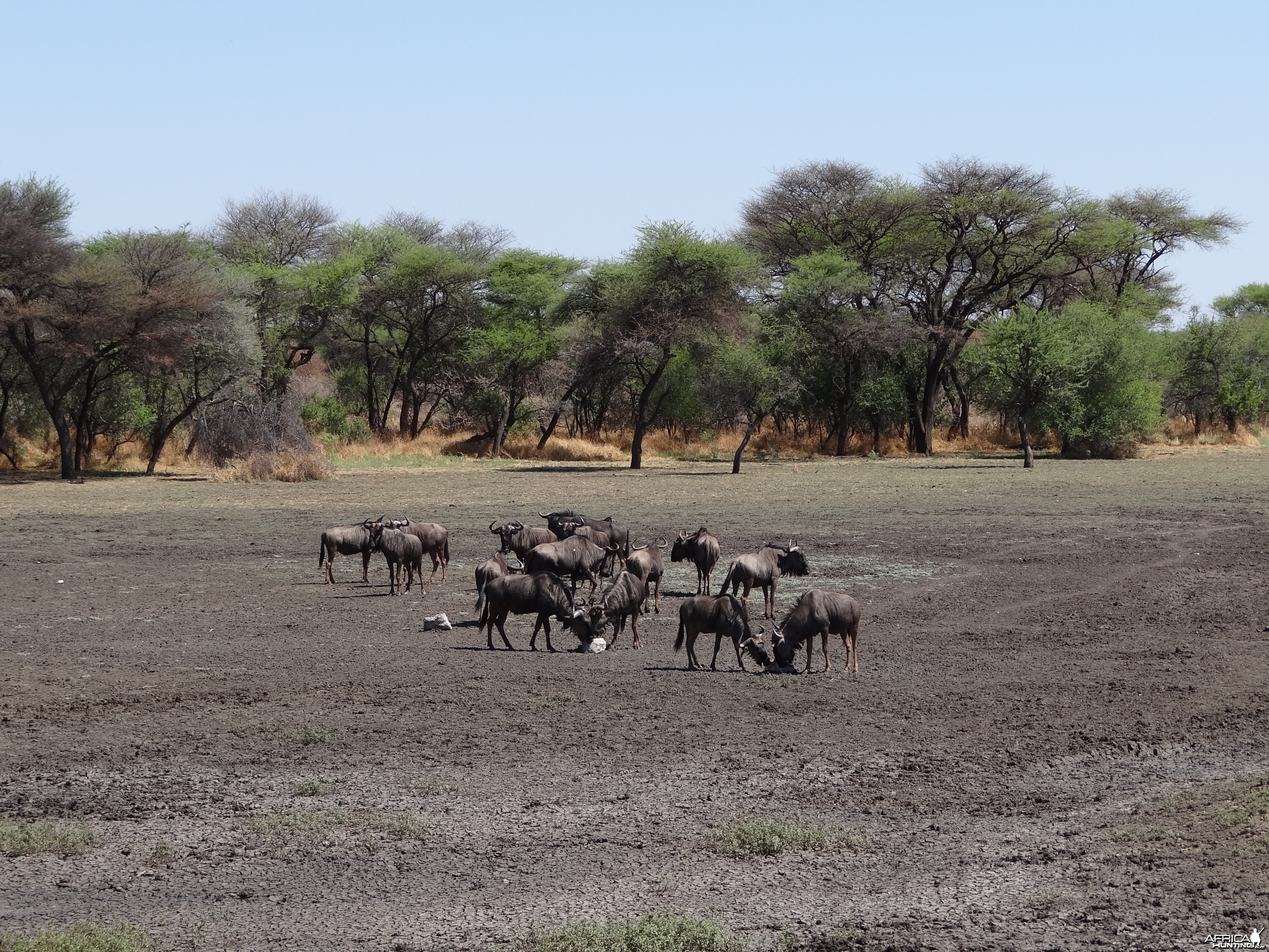 Blue Wildebeest Namibia