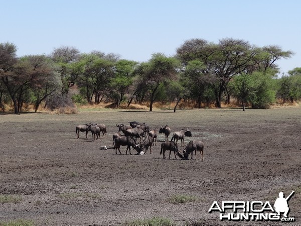 Blue Wildebeest Namibia