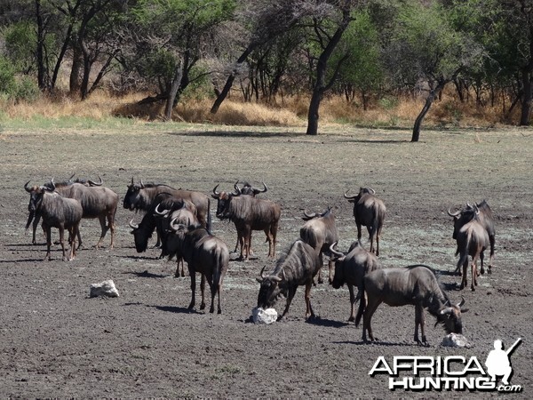 Blue Wildebeest Namibia