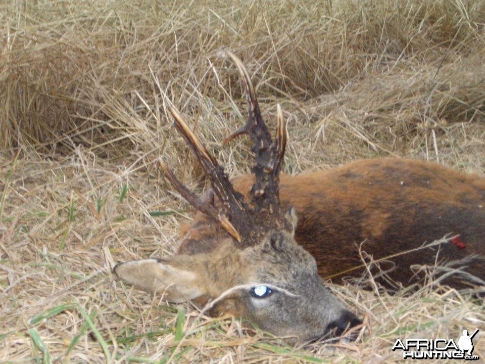 Hunting Roe Bucks in the UK