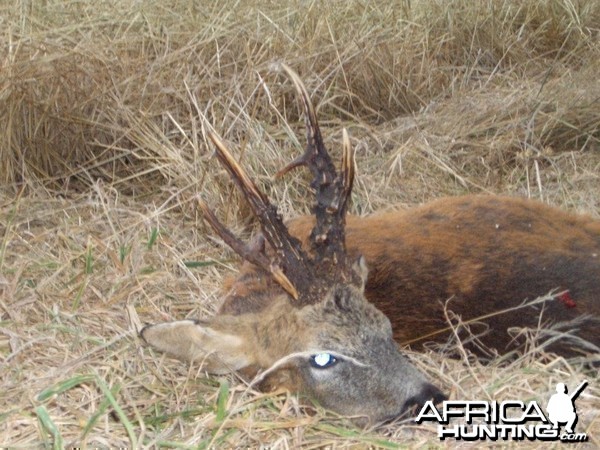 Hunting Roe Bucks in the UK