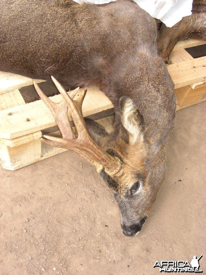 Hunting Roe Bucks in the UK