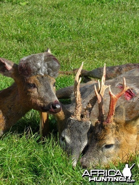 Hunting Roe Bucks in the UK