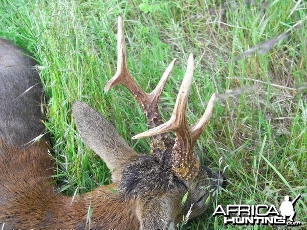 Hunting Roe Bucks in the UK